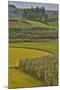 Valley Near Tangjiawan Kunming Crops of Rice and Corn-Darrell Gulin-Mounted Photographic Print