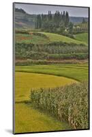 Valley Near Tangjiawan Kunming Crops of Rice and Corn-Darrell Gulin-Mounted Photographic Print