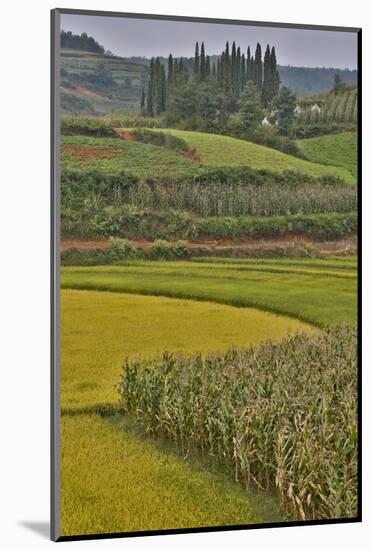 Valley Near Tangjiawan Kunming Crops of Rice and Corn-Darrell Gulin-Mounted Photographic Print