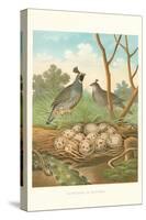 Valley Quail Nest and Eggs-null-Stretched Canvas