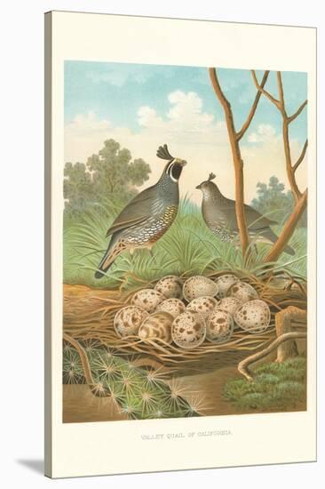 Valley Quail Nest and Eggs-null-Stretched Canvas