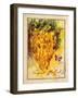 Valley Vines 1-Patricia Haberler-Framed Art Print