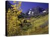 Valley with Autumn Foliage, Maroon Bells, CO-David Carriere-Stretched Canvas