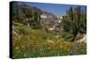 Valley with Wildflowers, Yosemite National Park, California., 1970S (Photo)-Dean Conger-Stretched Canvas