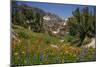 Valley with Wildflowers, Yosemite National Park, California., 1970S (Photo)-Dean Conger-Mounted Giclee Print