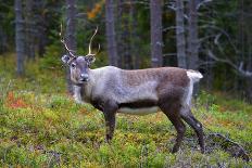 An Antlered Reindeer in Pine Forest-Valoor-Photographic Print