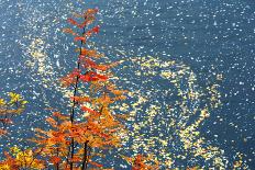Autumn Leaves above Mountain River-Valoor-Photographic Print