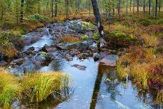 Oulanka Wildlife Reserve in Finland.-Valoor-Photographic Print
