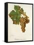 Valteliner Rouge Precoce Grape-J. Troncy-Framed Stretched Canvas