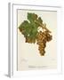 Valteliner Rouge Precoce Grape-J. Troncy-Framed Giclee Print