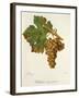 Valteliner Rouge Precoce Grape-J. Troncy-Framed Giclee Print