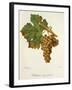 Valteliner Rouge Precoce Grape-J. Troncy-Framed Giclee Print