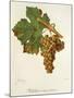 Valteliner Rouge Precoce Grape-J. Troncy-Mounted Giclee Print