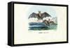 Vampire Bat, 1863-79-Raimundo Petraroja-Framed Stretched Canvas