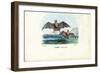 Vampire Bat, 1863-79-Raimundo Petraroja-Framed Giclee Print