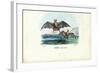 Vampire Bat, 1863-79-Raimundo Petraroja-Framed Giclee Print