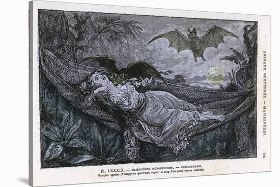 Vampire Bat Bites the Neck of a Sleeping Girl in as Hammock-null-Stretched Canvas