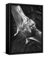 Vampire Bat Cleaning Itself-J^ R^ Eyerman-Framed Stretched Canvas