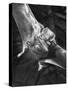 Vampire Bat Cleaning Itself-J^ R^ Eyerman-Stretched Canvas