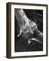 Vampire Bat Cleaning Itself-J^ R^ Eyerman-Framed Photographic Print