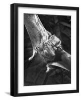 Vampire Bat Cleaning Itself-J^ R^ Eyerman-Framed Photographic Print