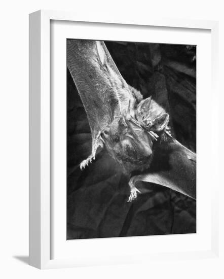 Vampire Bat Cleaning Itself-J^ R^ Eyerman-Framed Photographic Print