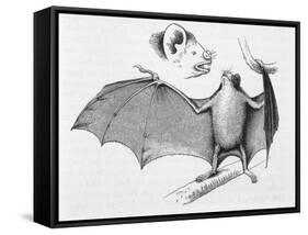Vampire Bat (Desmodus d'Orbignyi) Caught at the Back of Darwin's House in Chile South America-R.t. Pritchett-Framed Stretched Canvas