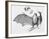 Vampire Bat (Desmodus d'Orbignyi) Caught at the Back of Darwin's House in Chile South America-R.t. Pritchett-Framed Art Print