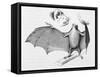 Vampire Bat (Desmodus d'Orbignyi) Caught at the Back of Darwin's House in Chile South America-R.t. Pritchett-Framed Stretched Canvas