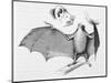 Vampire Bat (Desmodus d'Orbignyi) Caught at the Back of Darwin's House in Chile South America-R.t. Pritchett-Mounted Art Print