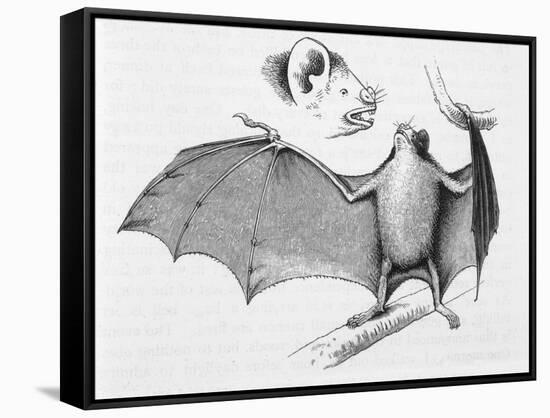 Vampire Bat (Desmodus d'Orbignyi) Caught at the Back of Darwin's House in Chile South America-R.t. Pritchett-Framed Stretched Canvas