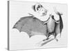 Vampire Bat (Desmodus d'Orbignyi) Caught at the Back of Darwin's House in Chile South America-R.t. Pritchett-Stretched Canvas