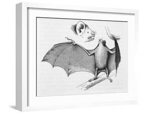 Vampire Bat (Desmodus d'Orbignyi) Caught at the Back of Darwin's House in Chile South America-R.t. Pritchett-Framed Art Print