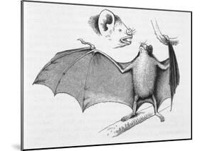 Vampire Bat (Desmodus d'Orbignyi) Caught at the Back of Darwin's House in Chile South America-R.t. Pritchett-Mounted Art Print