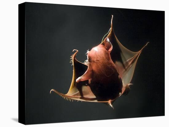 Vampire Squid Going into Opineappleo Defense Posture-null-Stretched Canvas