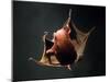 Vampire Squid Going into Opineappleo Defense Posture-null-Mounted Premium Photographic Print