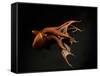 Vampire Squid Going into Opineappleo Defense Posture-null-Framed Stretched Canvas