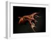 Vampire Squid Going into Opineappleo Defense Posture-null-Framed Premium Photographic Print