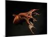 Vampire Squid Going into Opineappleo Defense Posture-null-Mounted Premium Photographic Print