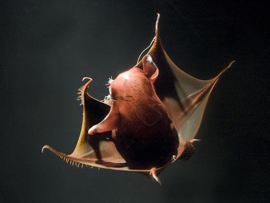 'Vampire Squid Going into Opineappleo Defense Posture' Photographic
