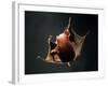 Vampire Squid Going into Opineappleo Defense Posture-null-Framed Photographic Print