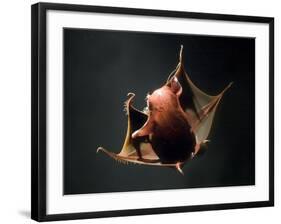 Vampire Squid Going into Opineappleo Defense Posture-null-Framed Photographic Print