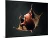 Vampire Squid Going into Opineappleo Defense Posture-null-Mounted Photographic Print