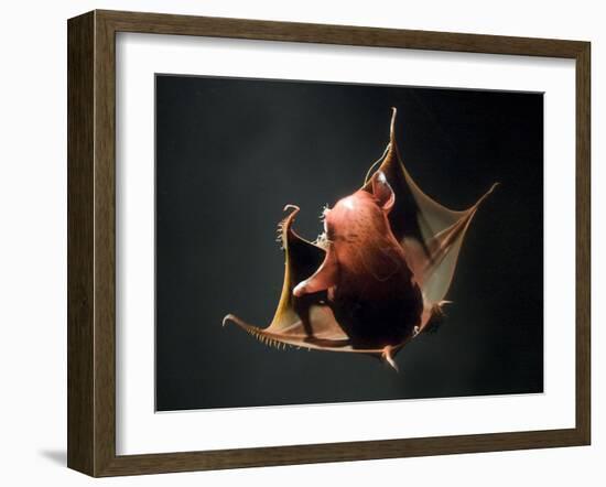 Vampire Squid Going into Opineappleo Defense Posture-null-Framed Photographic Print