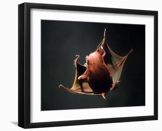 Vampire Squid Going into Opineappleo Defense Posture-null-Framed Photographic Print