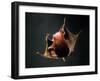 Vampire Squid Going into Opineappleo Defense Posture-null-Framed Photographic Print