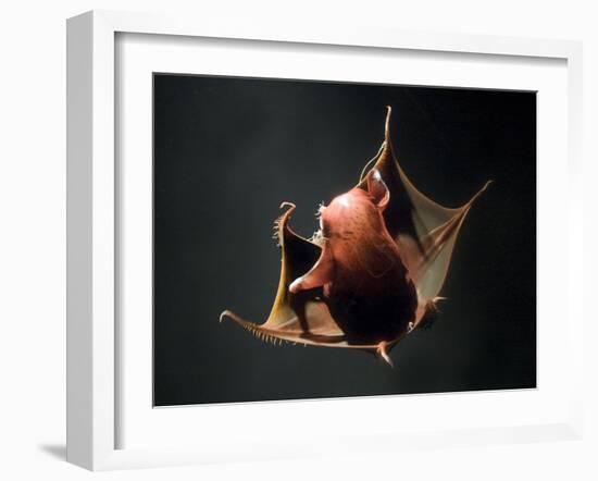 Vampire Squid Going into Opineappleo Defense Posture-null-Framed Photographic Print