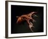 Vampire Squid Going into Opineappleo Defense Posture-null-Framed Photographic Print