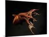 Vampire Squid Going into Opineappleo Defense Posture-null-Mounted Photographic Print