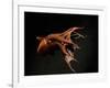 Vampire Squid Going into Opineappleo Defense Posture-null-Framed Photographic Print